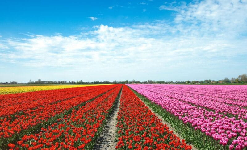 From Amsterdam: Tulip Fields of Holland Tour - Re-Entering the Flower Fields