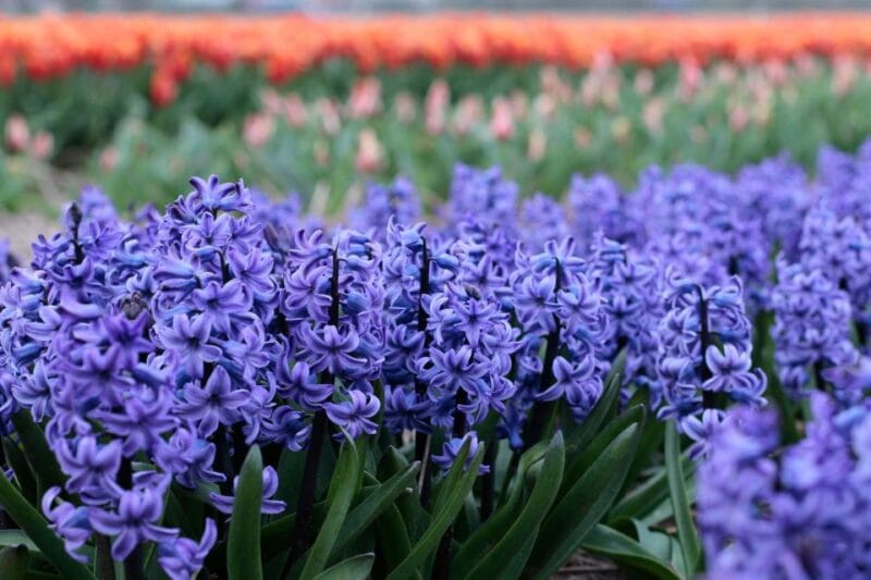 From Amsterdam: Tulip Fields of Holland Tour - The Practical Details: How It Works