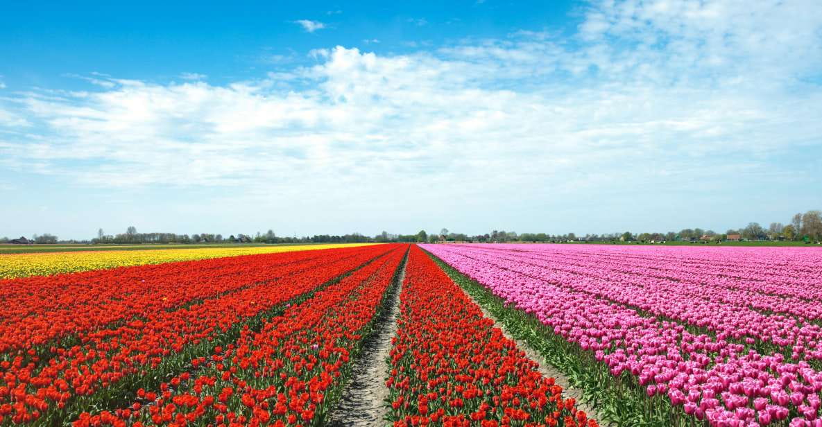 From Amsterdam: Tulip Fields of Holland Tour - Tulip Cultivation History