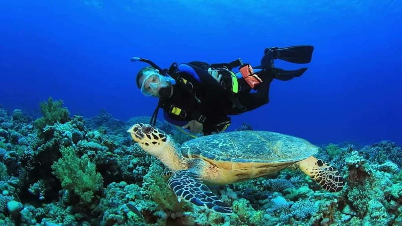 From Antalya: Scuba Diving With Lunch and Transfer - Price and Logistics