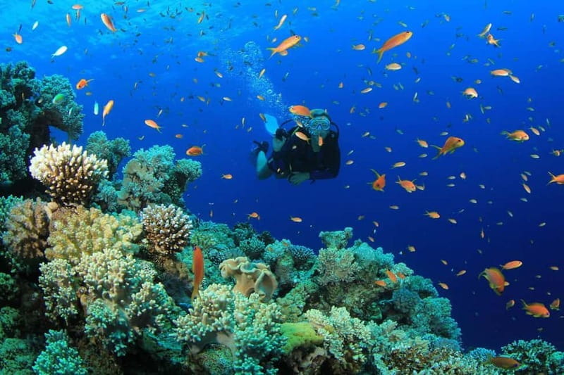 From Antalya: Scuba Diving With Lunch and Transfer - FAQ