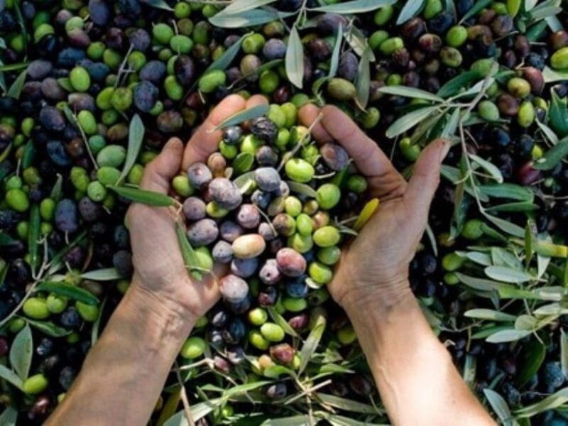 From Athens: Corinth and Olive Oil Tasting Private Tour - Final Thoughts: A Well-Rounded Greek Day