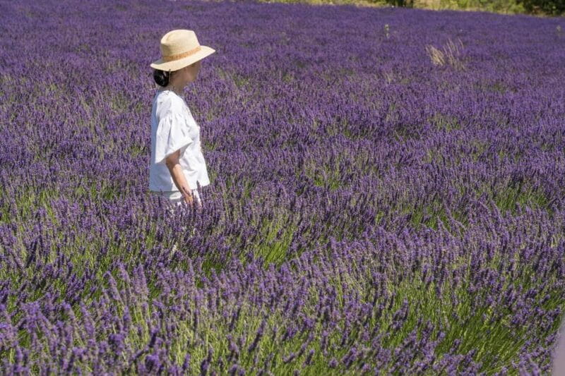 From Avignon: Half Day Lavender Tour to Sault - Who Will Love This Tour?