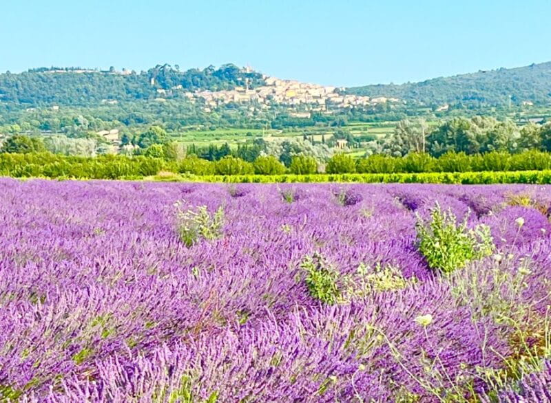 From Avignon: Lavender Tour around Valensole or Sault - Entering the Heart of Provence’s Lavender Country