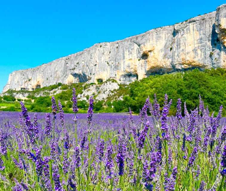 From Avignon: Lavender Tour in Valensole, Sault and Luberon - Tour Highlights