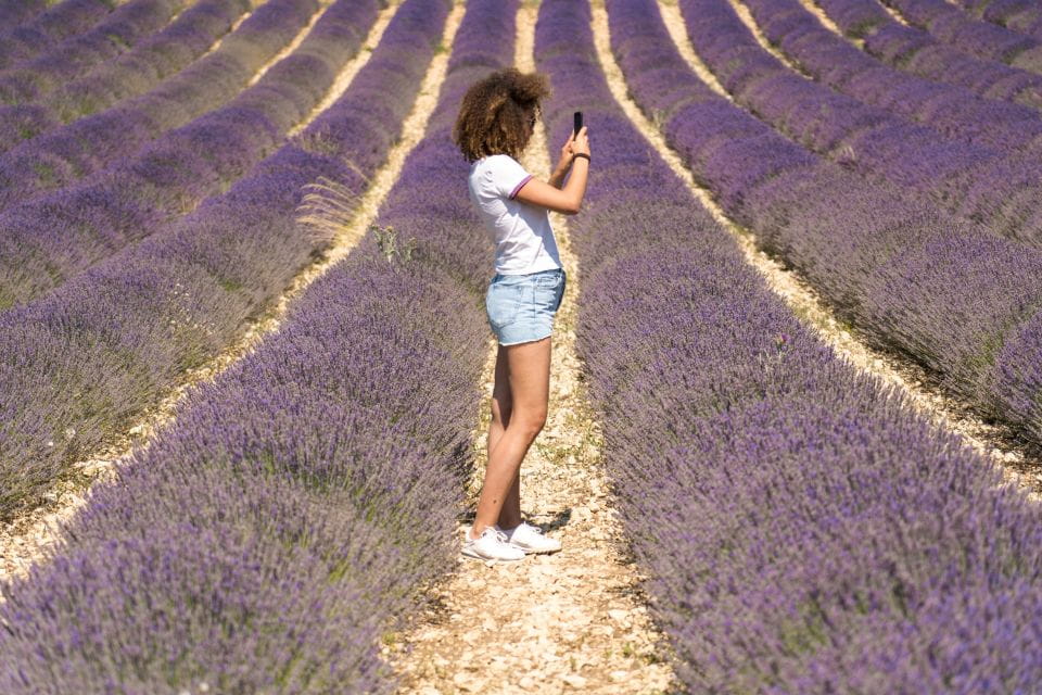 From Avignon: Lavender Tour to Sault - Key Points