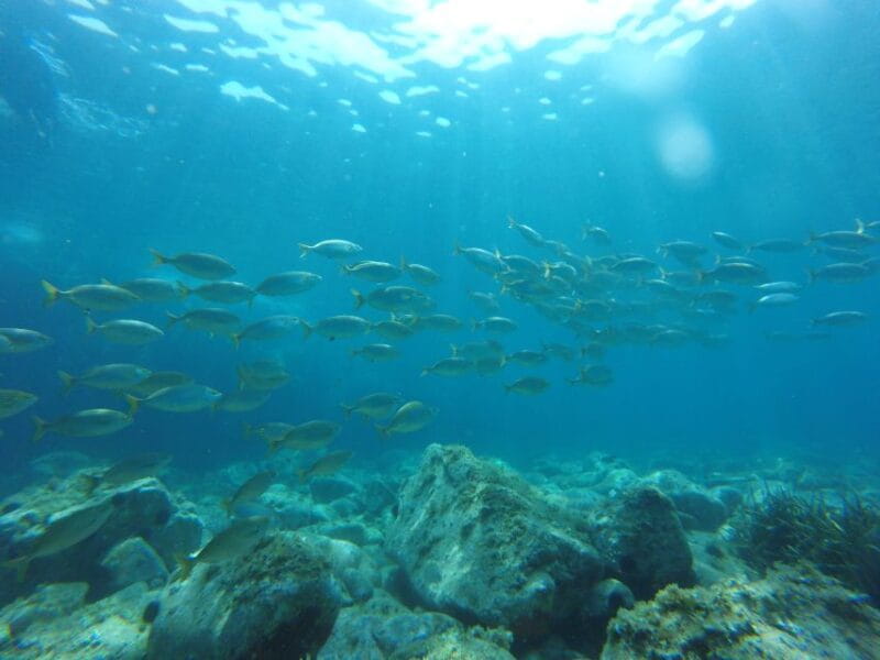 From Barcelona: Costa Brava Trails, Snorkeling & Cliff Jump - Key Points / Takeaways