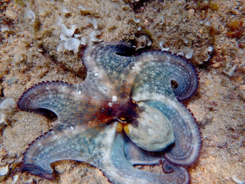 From Barcelona: Costa Brava Trails, Snorkeling & Cliff Jump - FAQ