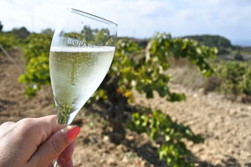 From Barcelona: Montserrat Lunch & Wine Tasting in Vineyard - Lunch with a View in Penedès
