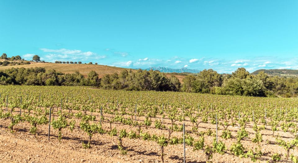 From Barcelona: Montserrat, Organic Winery Private Tour - Key Points