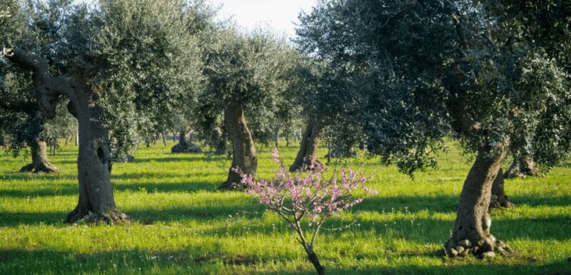 From Bari: 6-Day Puglia and Matera Tour with Accomodation - Practical Aspects and What You Get for Your Money