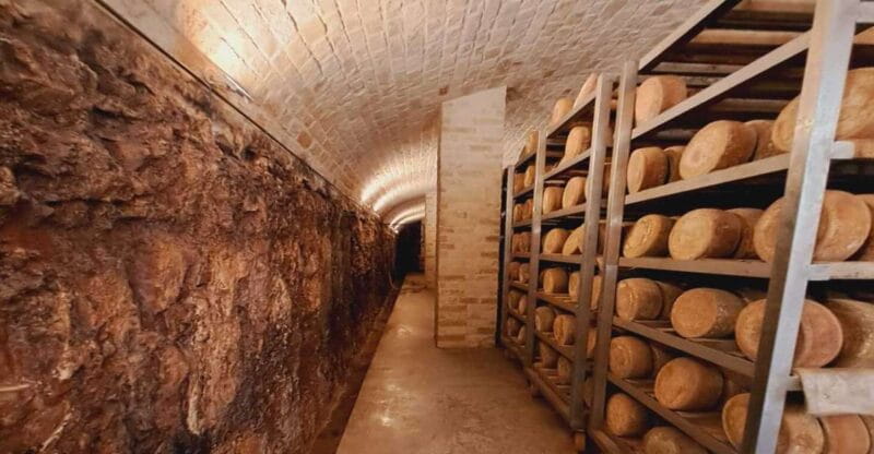 From Bari: Burrata cheese experience in a local dairy farm - Key Points / Takeaways