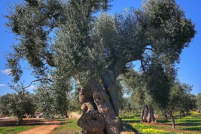 from BARI or OSTUNI to central Puglia wonders tour ! - FAQ