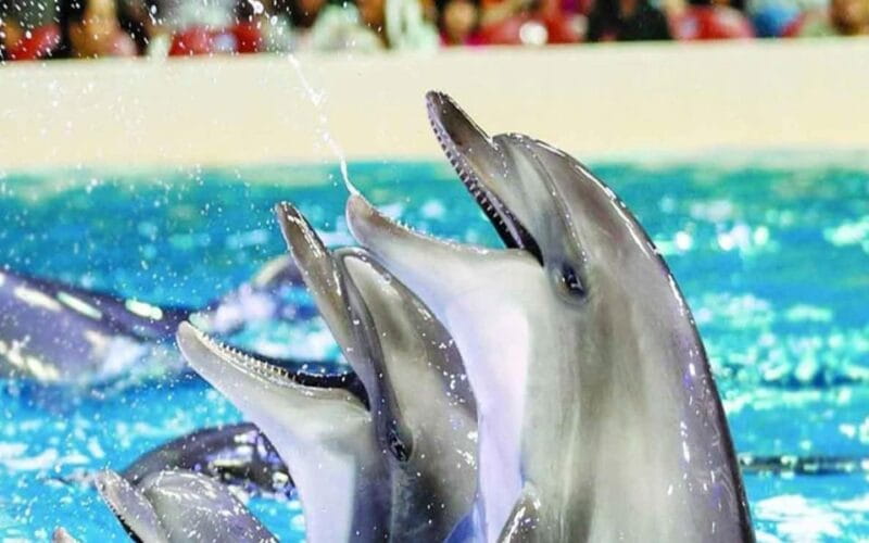 From Belek: Dolphin Show with Transfers - Analyzing the Experience: A Detailed Look