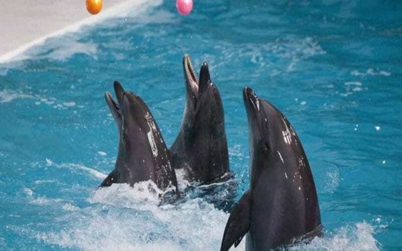 From Belek: Dolphin Show with Transfers - FAQ