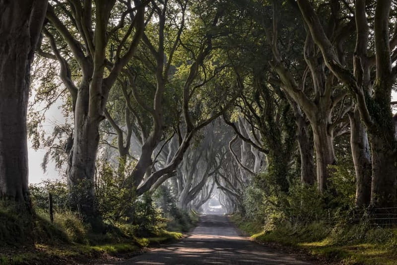 From Belfast: Giant's Causeway and Game of Thrones Tour - Price and Logistics: A Good Investment