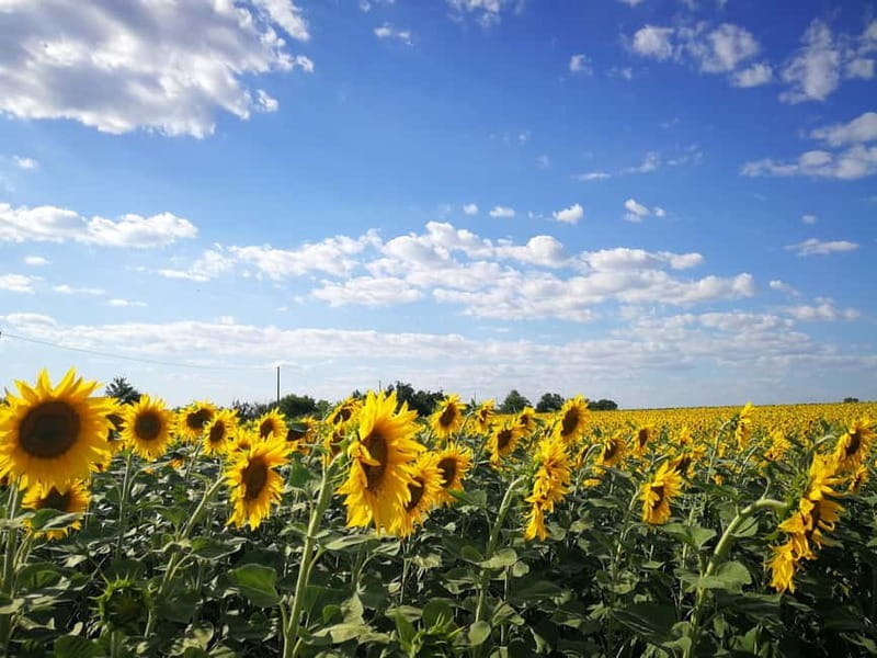 From Belgrade: Novi Sad & Fruska gora & winery and monastery - FAQ