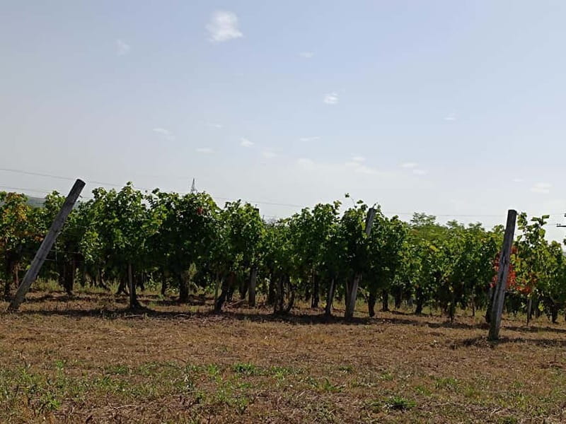 From Belgrade: Oplenac mausoleum Royal tour with winery - Price and Logistics Considerations