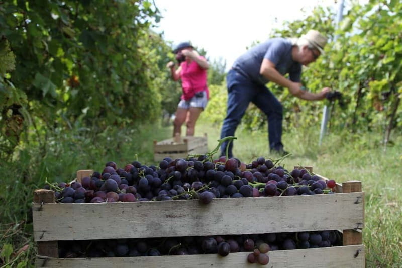 From Belgrade or Novi Sad: Private Wine Tour in Fruska Gora - Discovering Fruska Gora: The Wine Region