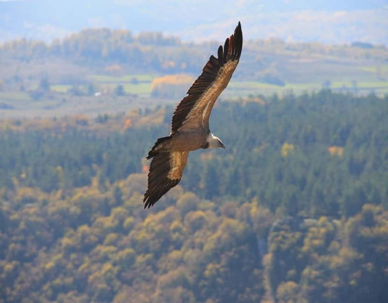 From Belgrade: Uvac Nature Reserve Tour - Traditional Serbian Lunch and Return Journey