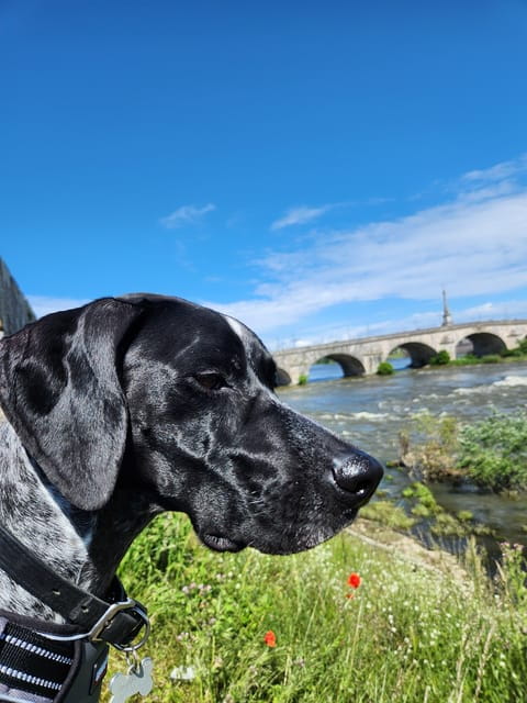 From Blois: Cycling with Canine Companions - Key Points / Takeaways