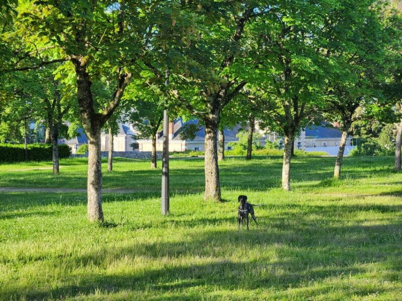 From Blois: Cycling with Canine Companions - Final Thoughts