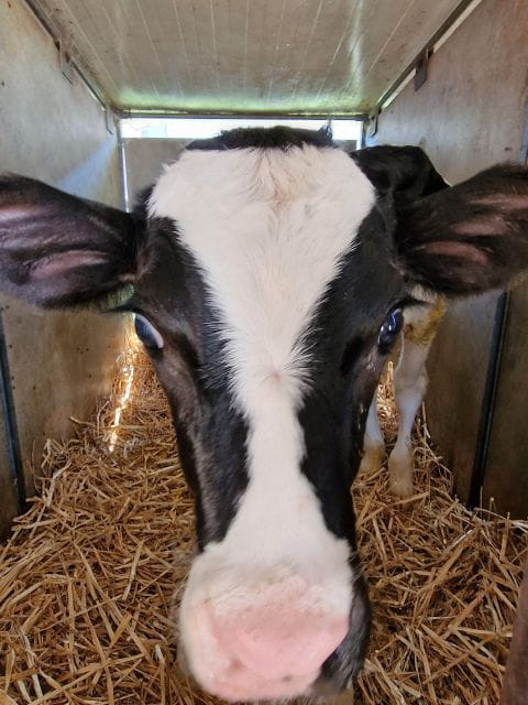 From Bologna: Parmesan, Vinegar, Lambrusco with Transfer - Who Should Book This Tour?