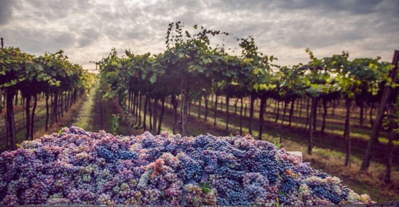 From Bologna: Wine Tasting and Vineyard Tour - Key Points / Takeaways