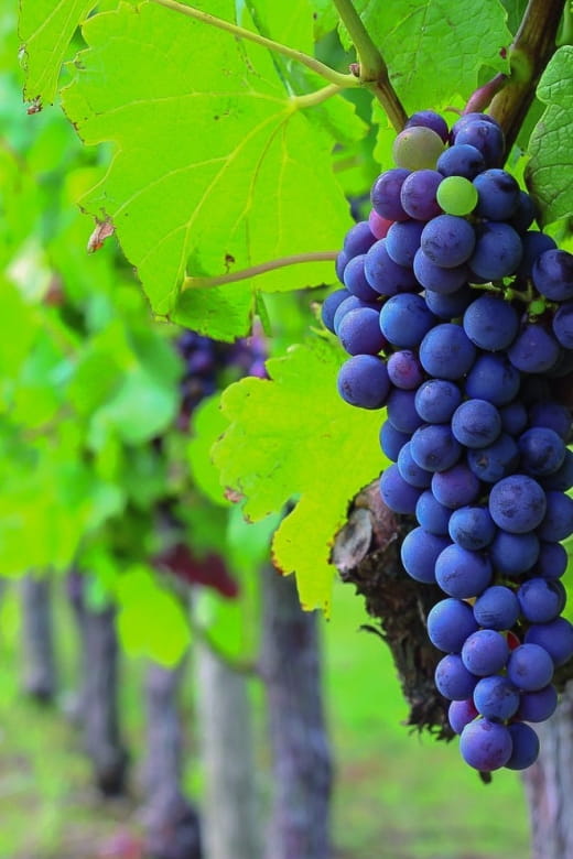 From Bordeaux: Full-Day Medoc Wine Tour - An Honest Look at the Full-Day Medoc Wine Tour from Bordeaux