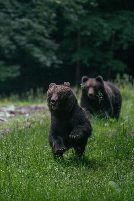 From Brasov: Brown Bear Watching in the Carpathian Mountains - Discover Romania’s Wildlife in the Carpathians