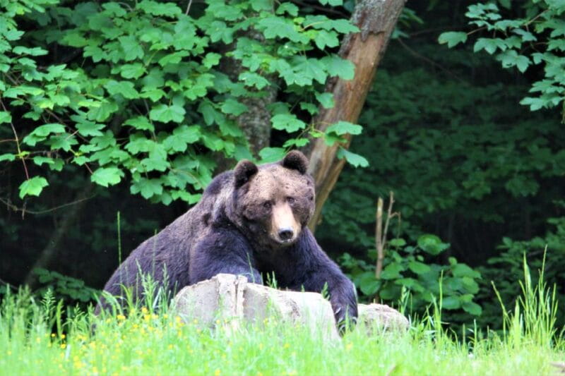 From Brasov: Brown Bear Watching in the Carpathian Mountains - Who Should Consider This Tour?