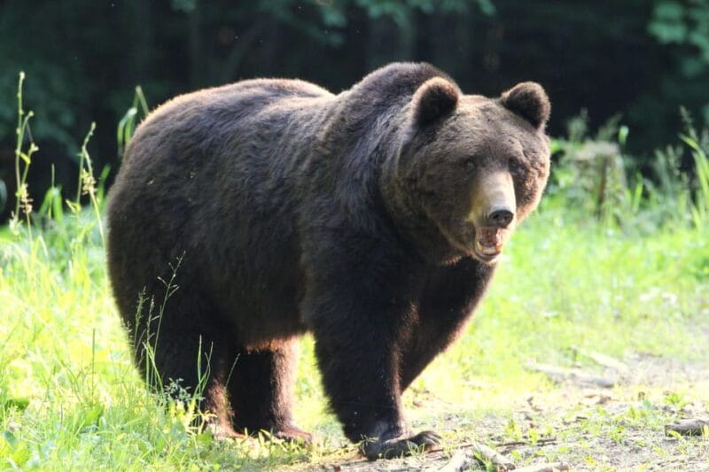 From Brasov: Brown Bear Watching in the Carpathian Mountains - The Sum Up: A Unique, Responsible Wildlife Encounter