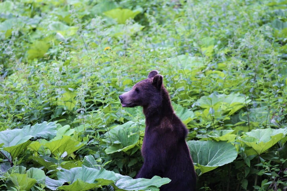 From Brasov: Brown Bear Watching in the Carpathian Mountains - Frequently Asked Questions