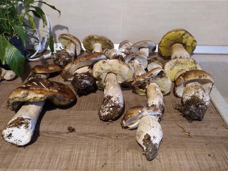 From Brasov: Half-Day Foraging Lesson - Key points / Takeaways