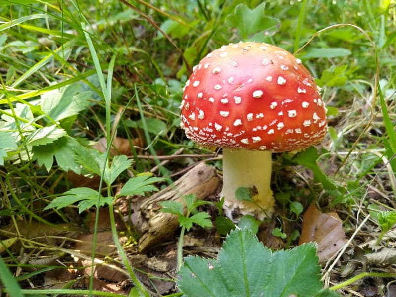 From Brasov: Half-Day Foraging Lesson - Discovering the Forest Near Brasov: A Practical Guide to the Foraging Lesson