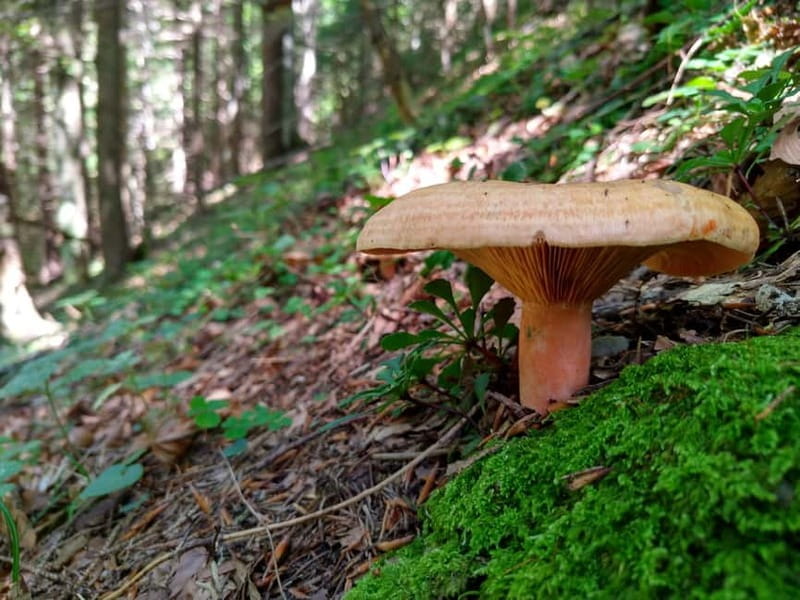 From Brasov: Half-Day Foraging Lesson - Practical Details: What You Need to Know