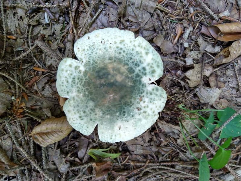 From Brasov: Half-Day Foraging Lesson - Final Thoughts: Is This Experience Worth It?