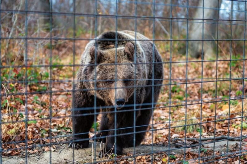 From Bucharest: Dracula's Castle & Bear Sanctuary Adventure - Scenic Drive and Overall Logistics