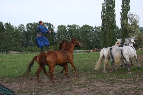 From Budapest: Puszta Horse Show and Countryside Visit - Price and Logistics