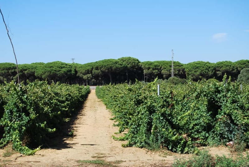 From Cádiz: Chiclana de la Frontera Winery Tour with Lunch - A Detailed Look at the Experience