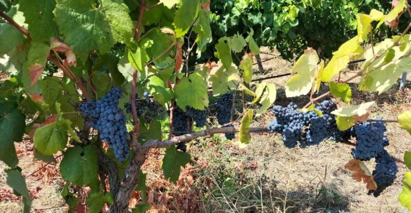 From Cagliari: Wine Cellar Tour with Tastings - The Tasting Experience: Four Wines & Local Flavors