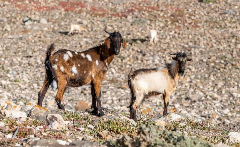 From Caleta de Fuste: Explore Rural Fuerteventura Tour - Discovering Fuerteventura’s Hidden Corners