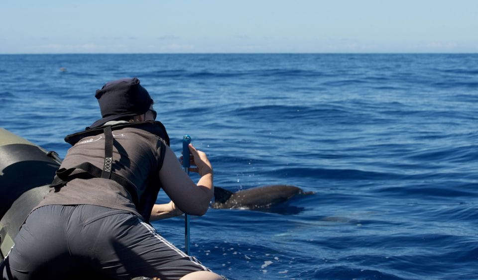 From Calheta: Madeira Whale and Dolphin Watching Boat Tour - Tour Details