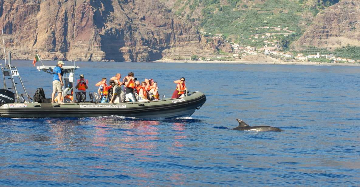 From Calheta: Madeira Whale and Dolphin Watching Boat Tour - Experience Highlights
