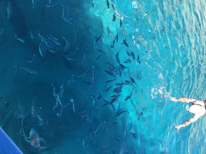 From Can Picafort: FORMENTOR BEACH - Important Information