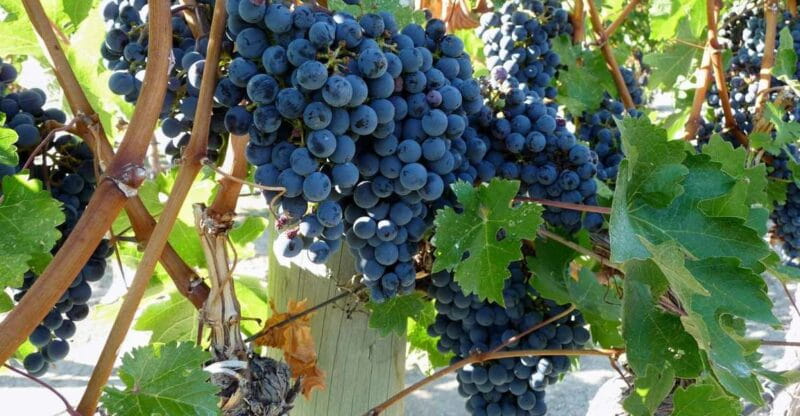 From Catania: Mount Etna Half-Day Tour and Wine Experience - Key Points / Takeaways