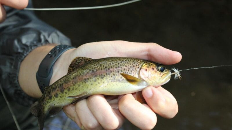 From Catania, Syracuse and Taormina: Fly fishing experience - FAQ