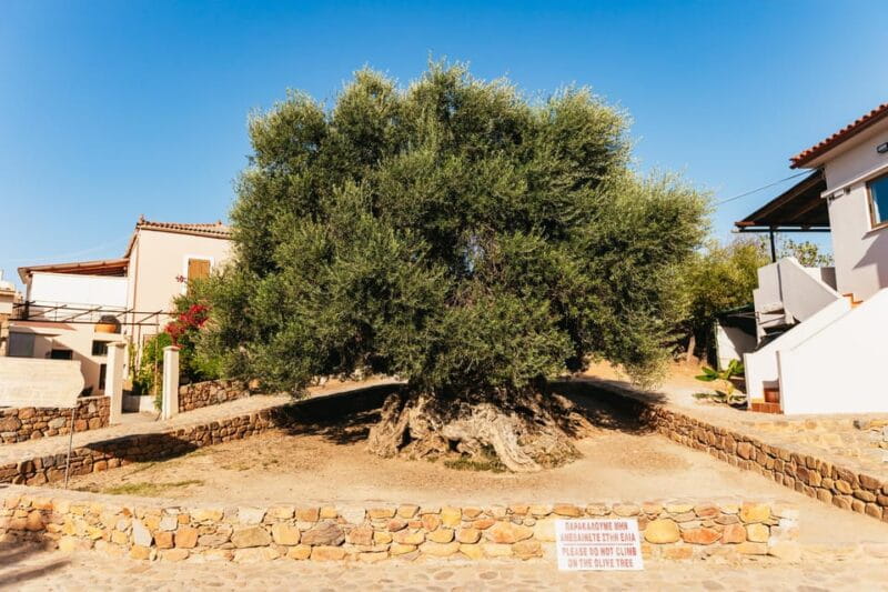 From Chania: Elafonisi and Falasarna Guided Tour with Snacks - FAQs