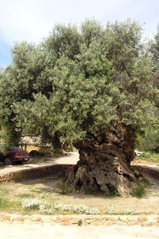 From Chania: Olive Oil, Wine, Cheese & Honey Tasting Tour - Cheese Factory: Tasting and Insights