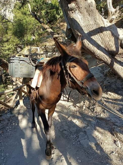 From Chania: Samaria Gorge Hiking Tour Easy Way - Key points / Takeaways